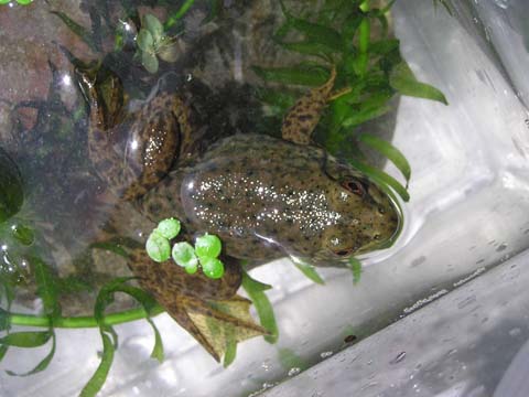 �̂����قƂ�ǃJ�G��