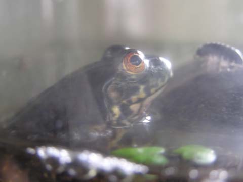 �ۖ����ł���