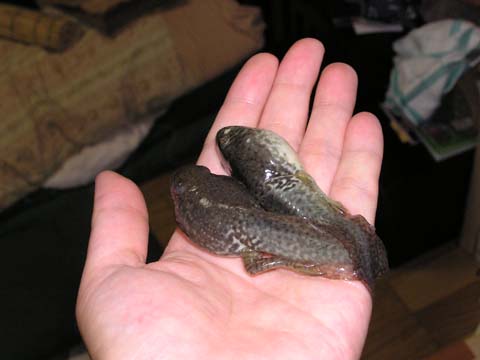 ���񂶂����