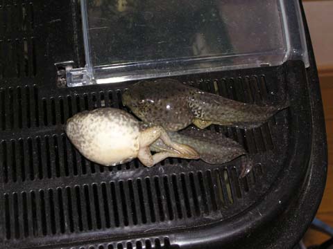 ���񂶂����