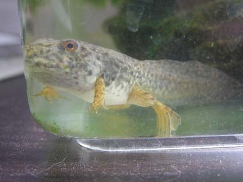 �I�^�}�ɂ��葫��������