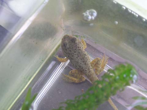 �I�^�}�ɂ��葫��������