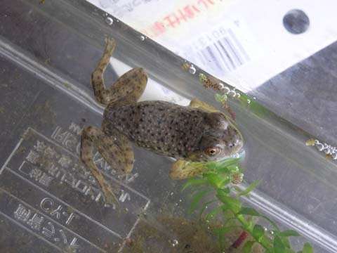 ����t���[