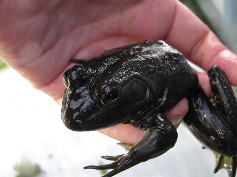 ��������傫���Ȃ����E�V�i���g�J����