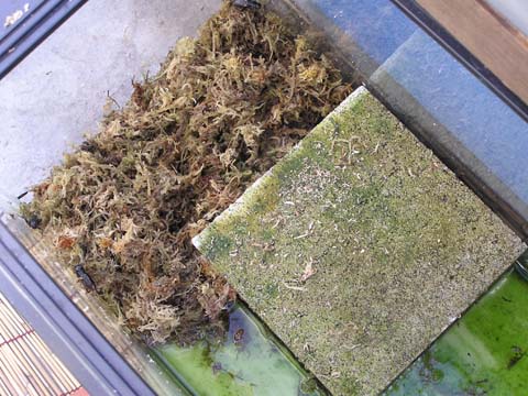 ���ۂ����Ă����