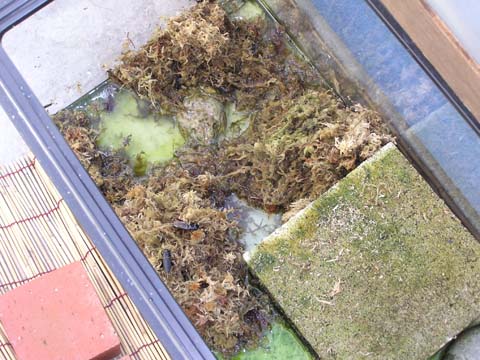 ���ۂ��ǂ����Ă݂��