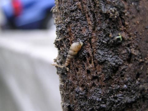 �I�J�`���E�W�K�C