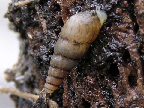 �����L���I