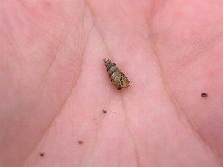 �I�J�`���E�W�K�C