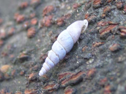 �L�Z���K�C