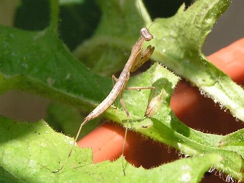 �J�}�L���̒���