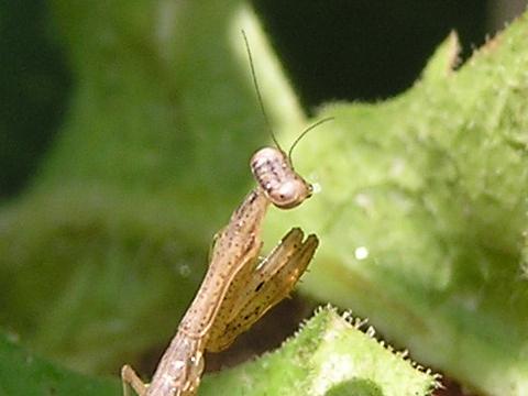 �J�}�L���̒���