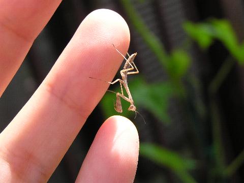 �J�}�L���̒���