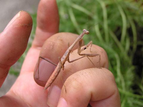 �J�}�L���̒���