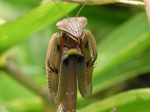 �Ȃ񂩕��傠��킯�H