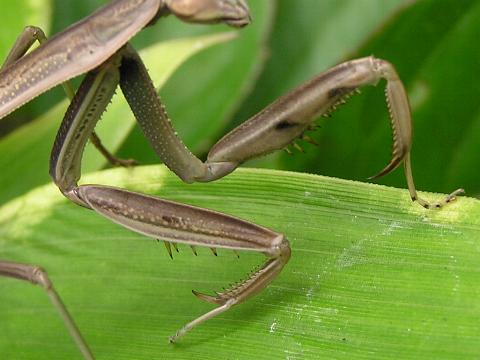 �J�}�̓���