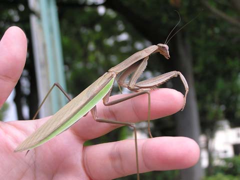 �I�I�J�}�L���̐���