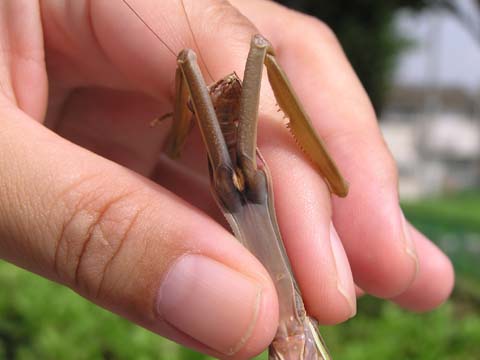 �I�I�J�}�L���̐���