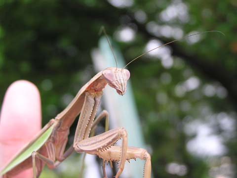 �I�I�J�}�L���̐���