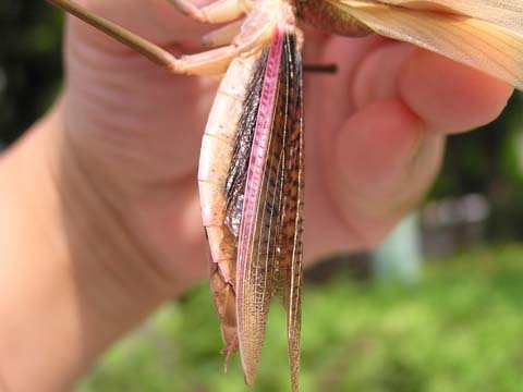 �I�I�J�}�L���̐���