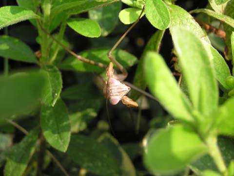 �I�I�J�}�L���̐���