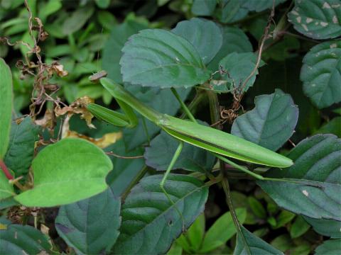 �l�ԂɌ����Ă邯�ǁA�m���Ղ肵�Ƃ�