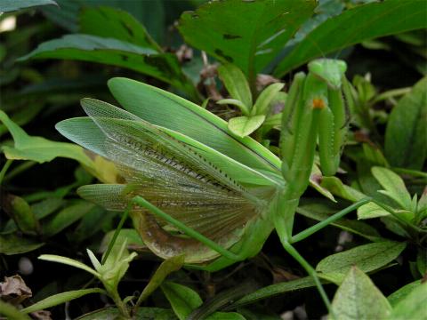 �����Ȍ���