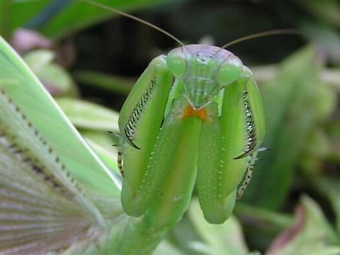 �J�}�̓���