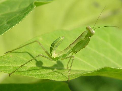 �J�}�L���̒���