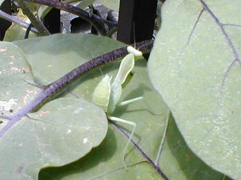 �n���r���J�}�L���H