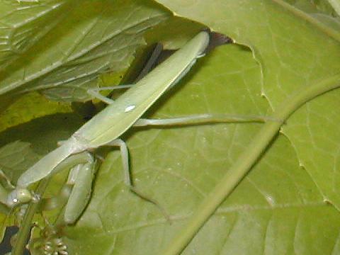 �n���r���J�}�L��