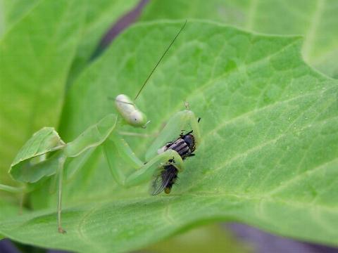 �H�����Ȃ񂾂���