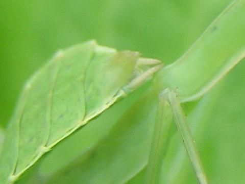 �I�X���ȁA���X���ȁc�H