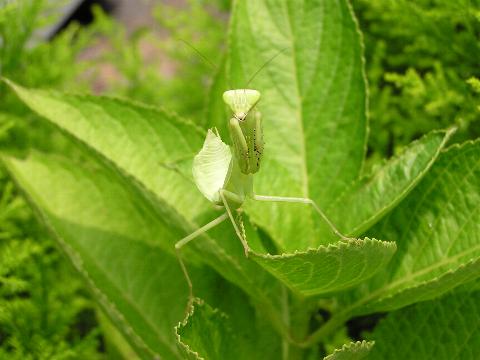 �܂��A���^�H���������