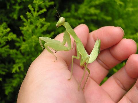 �A�^�V�A�����q������Ȃ��̂�I