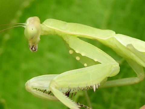 ������A�A�^�V�̓n���r���J�}�L��