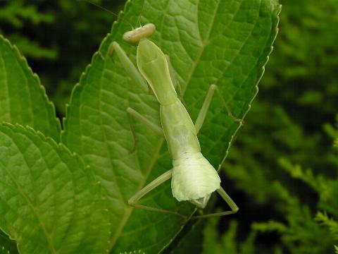 ���̂��K������킩��ł���