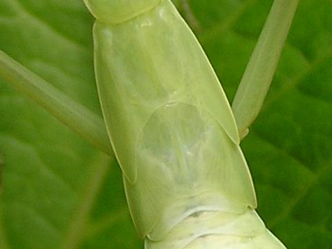 �������Ă�����҂�Ȃ琶���Ă�̂�