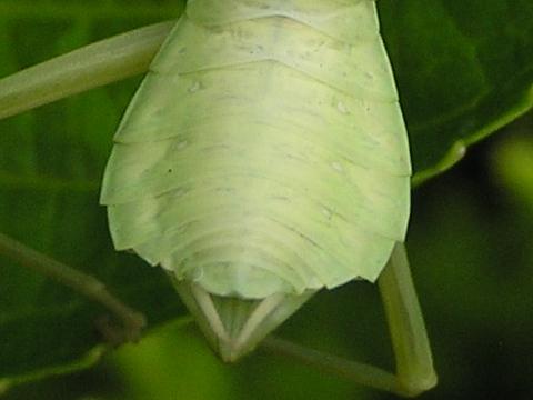 �I�X���ȁA���X���ȁc