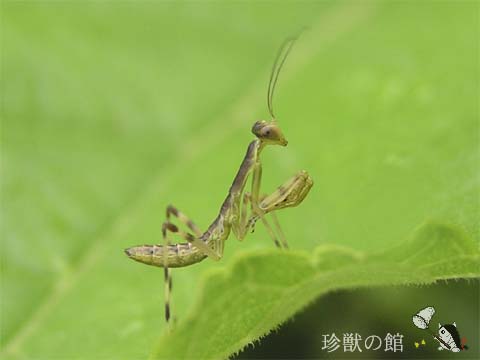 �n���r���J�}�L���c���Ǝv��