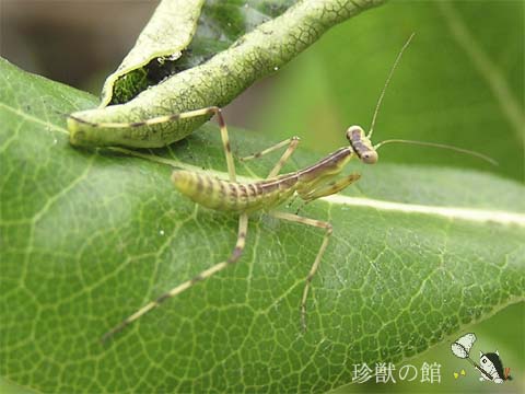 �n���r���J�}�L���c���Ԃ��