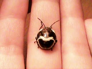 �����C�J�����V