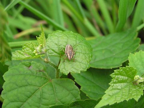 �Ȃ񂾁A�R�C�c�H