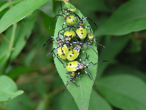 �召�܂����Ă����܂��ĕ�炵�Ă���