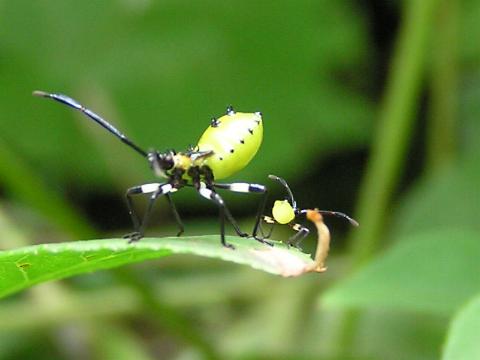 �ւ�ȃ��c������c�I