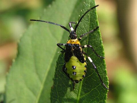 �L�o���w���J�����V�̗c��