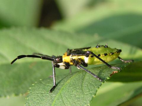 �����猩���Ƃ���