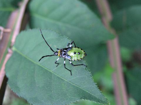 �L�o���w���J�����V�̗c��