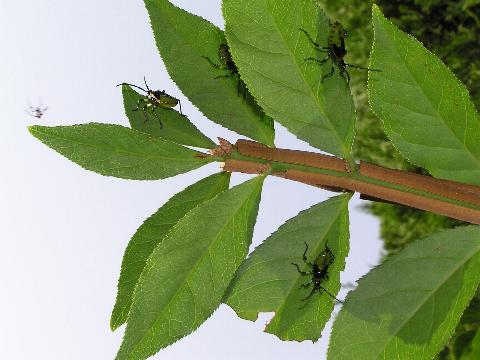 �t���ɂЂ��ރL�o���w���J�����V�̗c��