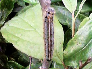 �ђ��`�I�I